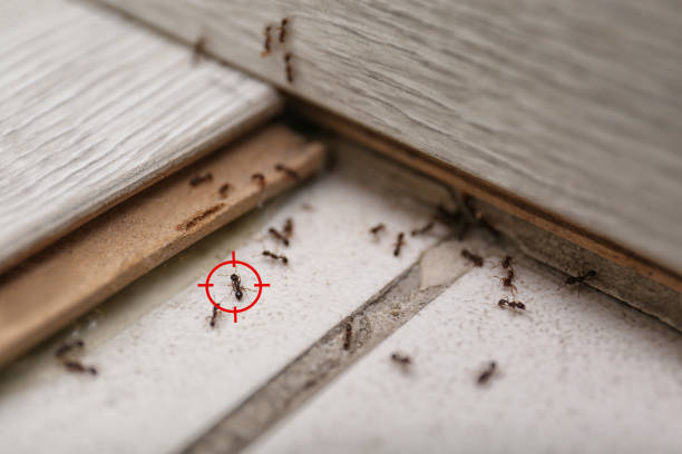 Best Pest Prevention Services  in Belgrade, MT