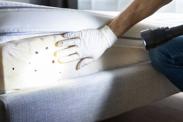 Best Affordable Pest Control Services  in Belgrade, MT
