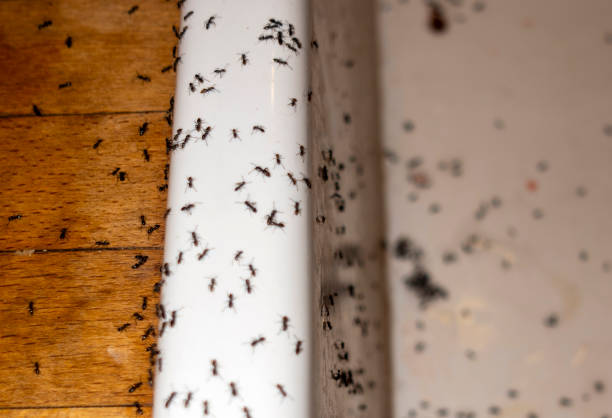 Best Emergency Pest Control  in Belgrade, MT