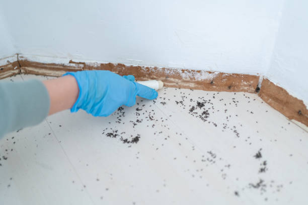 Best Affordable Pest Control Services  in Belgrade, MT